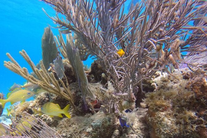 Full-Day Culebra Snorkeling Adventure and Flamenco Beach From San Juan by Ferry - The Sum Up