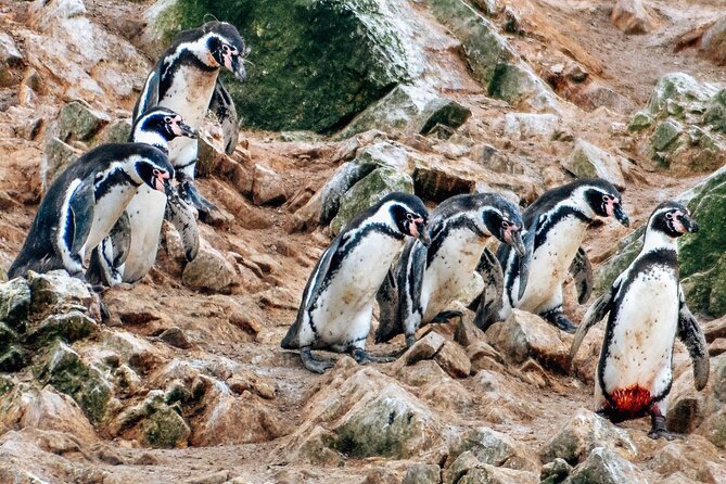 Full Day From Lima: Ballestas Islands & Paracas National Reserve - Boat Tour of Ballestas Islands