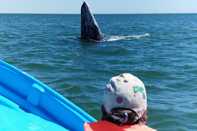 Full Day Gray Whale Watching Experience - Expert Tips for a Successful Gray Whale Watching Experience