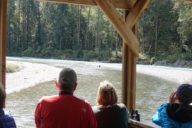Full Day Grizzly Bear Tour to Bute Inlet - Wildlife Sightings