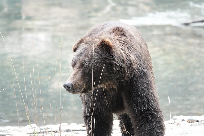 Full Day Grizzly Bear Tour to Toba Inlet - Cancellation Policy