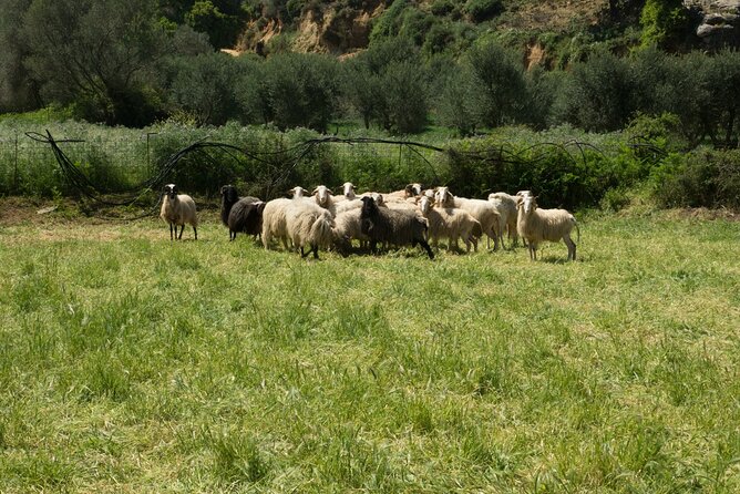 Full-Day Guided Off-Road Tour of Crete - Relaxation at Rodakino Beach