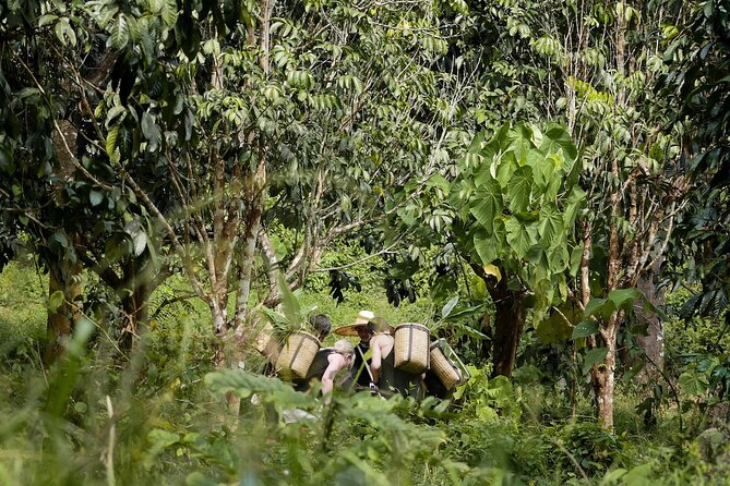 Full-Day Phuket Elephant Sanctuary Tour With Lunch and Dinner - Common Questions
