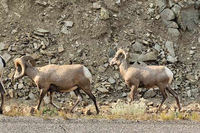 Full-Day Private Safari of Yellowstone - Booking Details