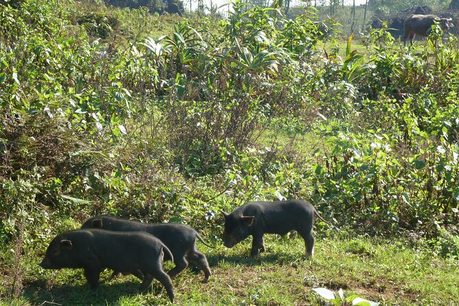 Full Day Private Trekking in Sapa Hmong - Captivating Views and Scenic Trails in Sapa Hmong