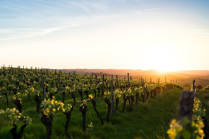 Full-Day Private Wine Tour to 3 Wineries in Mallorca - Terms and Conditions