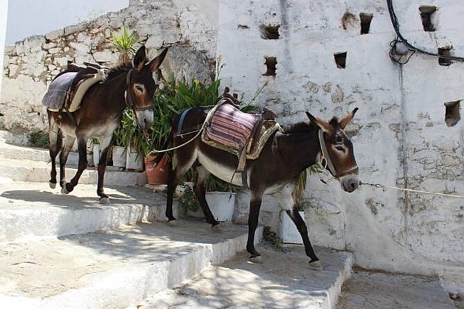 Full-Day Rhodes Island Tour With Wine Tasting Experience - Recommendations and The Sum Up