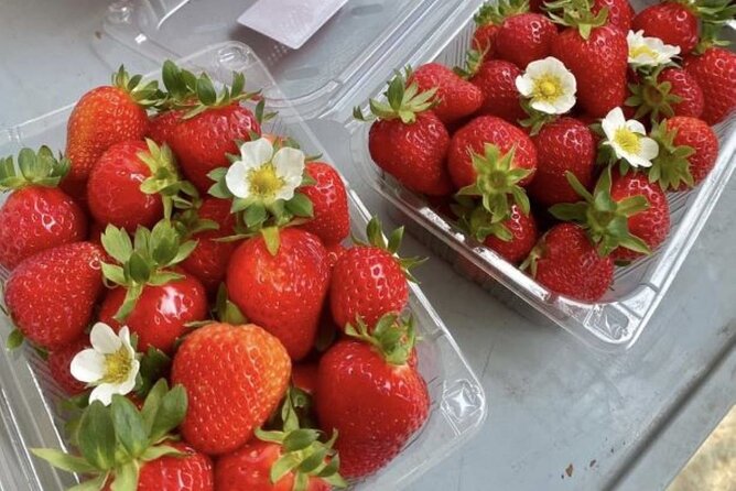 Full Day Strawberry Picking and Rail Bike in Nami Island - Tips for a Successful Strawberry Picking Trip