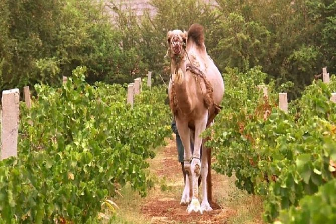 Full Day Tour of Casablanca With Lunch and Moroccan Wine - Customer Testimonials