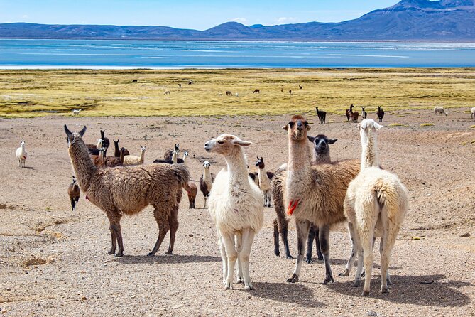 Full Day Tour To The Salt Lake Salinas in Arequipa - Booking and Support