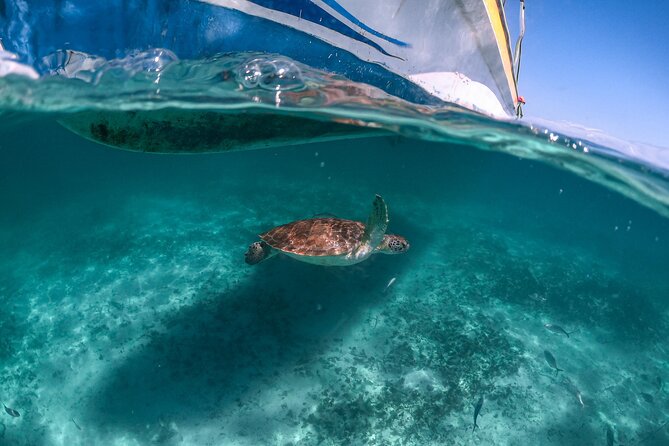 Full Day Tulum Ruins Tour Cenote and Swimming With Turtles - Challenges and Disorganization