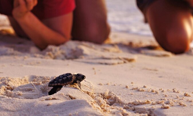 Full Day Turtle Beach Tour With Lake and Mud Baths From Marmaris - Trip Highlights