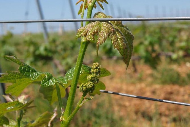 Full-Day Wine Tour From Istanbul - Common Questions