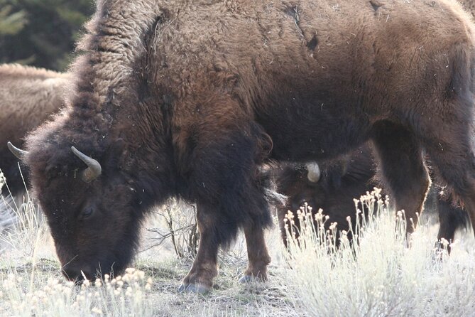 Full Day Yellowstone Upper Loop Tour - Tour Duration