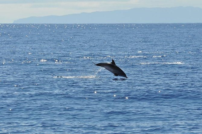 Funchal Dolphin and Whale Watching Catamaran Trip - Cancellation Policy