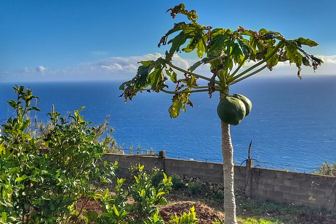 Funchal Private Farm Dinner Experience  - Madeira - Culinary Experience: Regional Dishes and Espetada