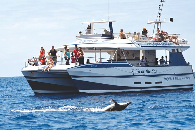 Gran Canaria Dolphin Watching Cruise - Pricing
