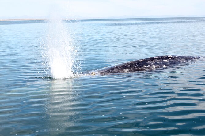 Gray Whale Watching Tour With Marine Biologist and Small Group - Traveler Photos