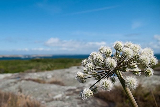 Guided Boat Tour to Vinga in Gothenburg - 1 Hour of Free Time on the Island