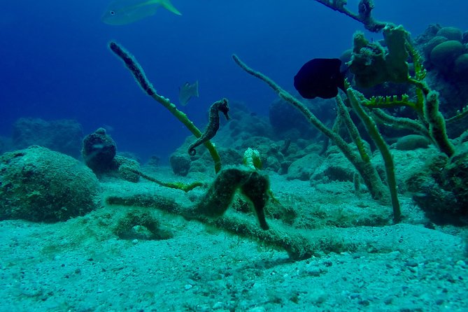 Guided Shore Dive for Certified Divers at The Wall, Blue Bay Curacao - The Sum Up