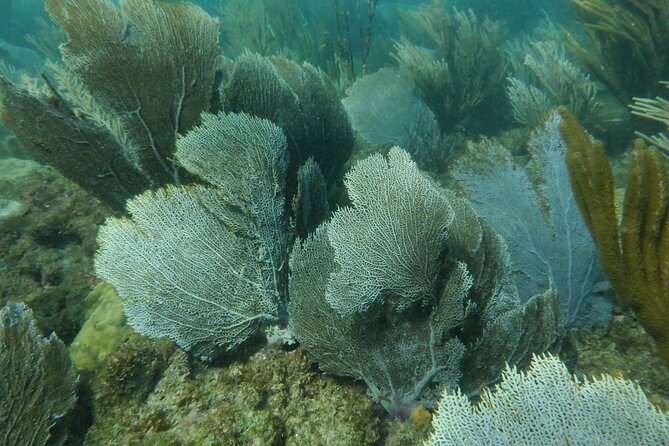 Guided Shore Diving Tour - Meeting and Pickup Details