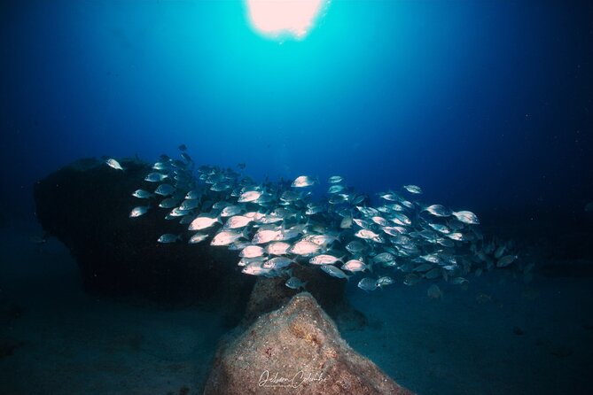 Guided Snorkeling Experience - Experienced Guides for Personalized Assistance