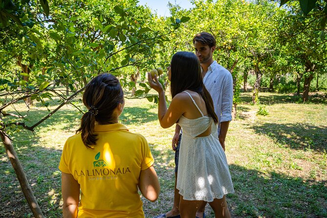 Guided Tour of a Historic Lemon Grove in Sorrento - Additional Information