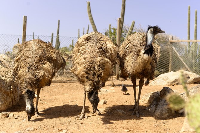 Guided Tour of Aruba Ostrich Farm With Lunch  - Oranjestad - Incubator and Hatchery Visit