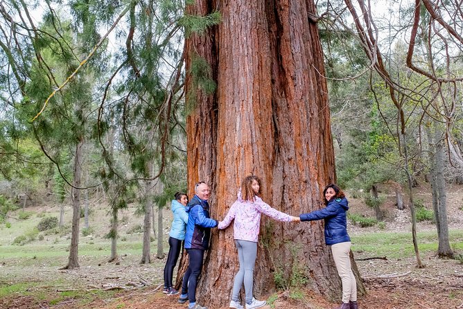 Guided Visit to the Redwoods of La Losa. - Tips for Exploring the Redwoods