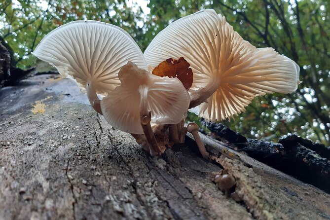 Guided Walking Tour of New Forest National Park in Hampshire - Meeting and Pickup