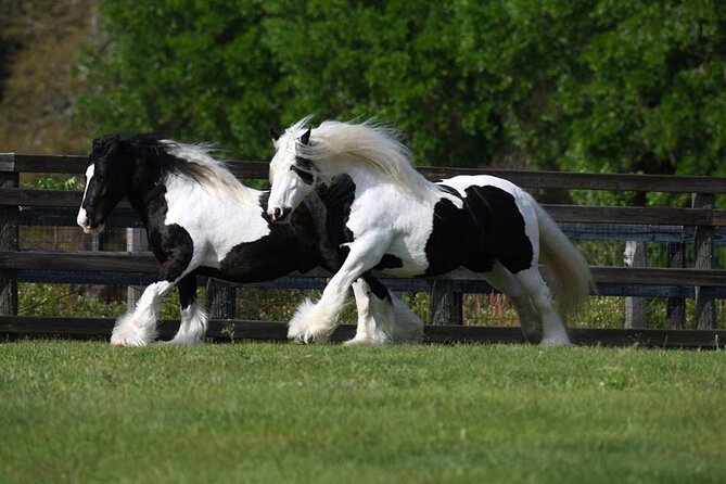 Gypsy Gold Horse Farm Walking Tour - Tour Highlights and Activities