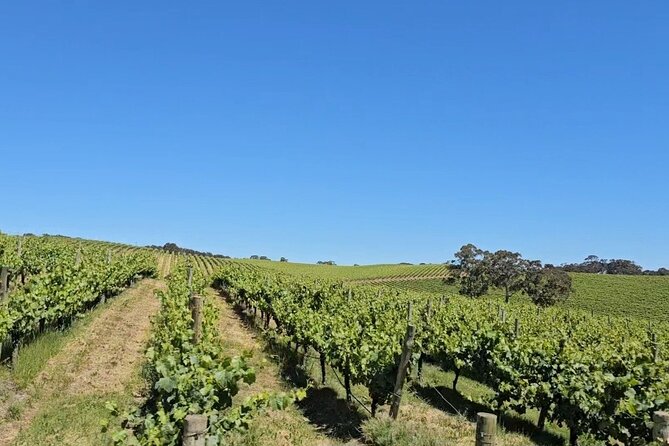 Hahndorf and Hills Gourmet Food and Wine Private Tour - Delicious Lunch Options