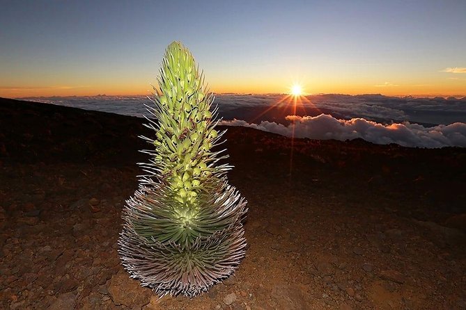 Haleakala Maui Sunset Tour - Welcome to Maui! - Feedback on Tour Organization and Disappointments