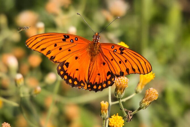 Half-Day Bird Watching Endemics Activity in Los Cabos - Common Questions