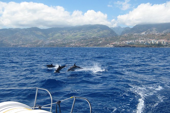 Half-Day Catamaran Trip From Funchal - The Sum Up