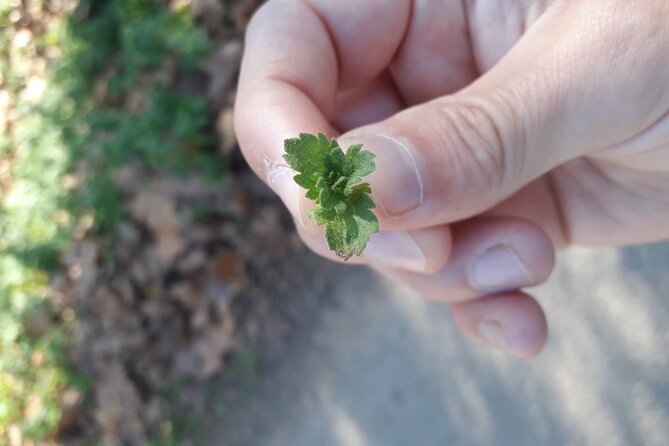 Half Day Gastronomic Wild Walk in Girona - Immersive Gastronomic Experiences