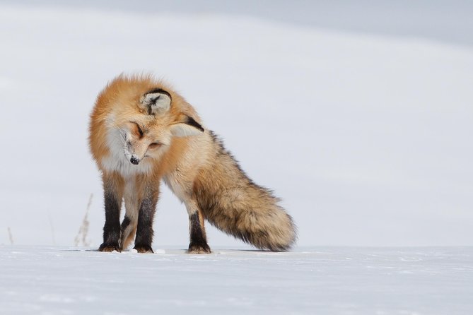Half-Day Grand Teton Wildlife Private Safari Tour - Overview of the Tour