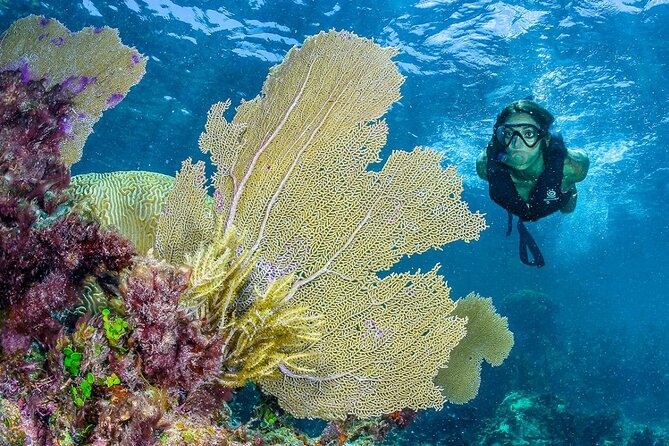 Half Day Guided Snorkeling Adventure Tour From Cancun - Delicious Buffet Lunch