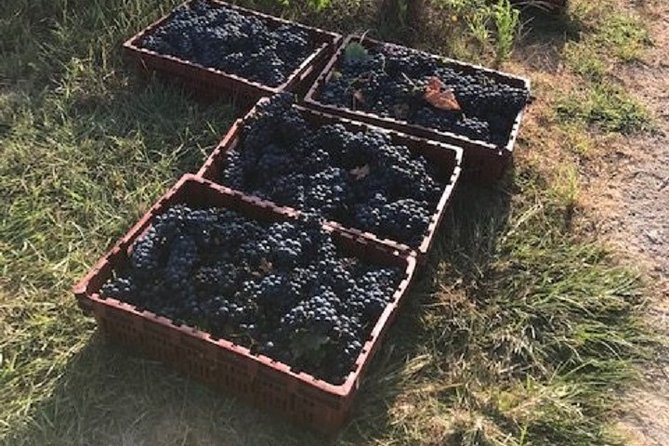 Half-Day Guided Tour of North Texas Wineries and Vineyards With Wine Tastings - Included Inclusions