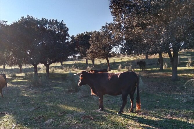 Half-Day Guided Tour to a Bull Farm in Madrid - Additional Information