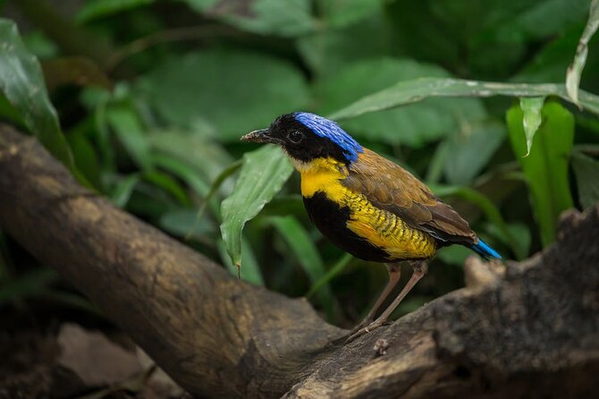 Half Day Krabi Jungle Tour at Hot Spring and Emerald Pool - Jungle Trekking Adventure