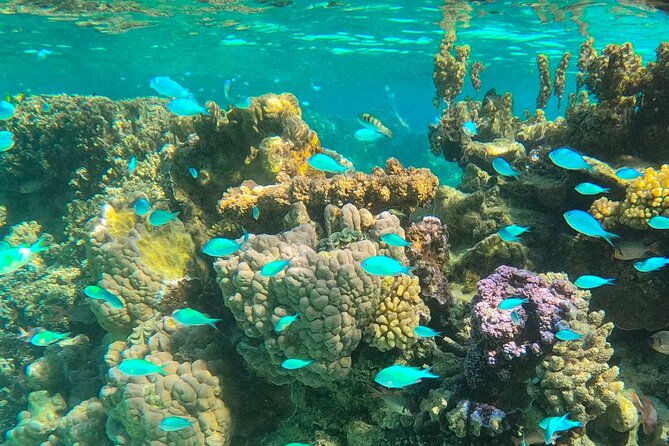 Half Day Lagoon Safari Tour in Bora Bora- Shared Tour - Good To Know