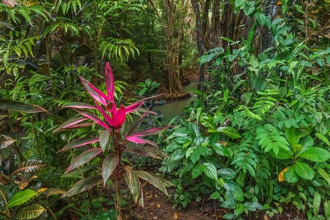 Half Day Northern Roseau Excursion  - Dominica - Inclusions