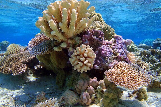 Half Day Private Lagoon Snorkeling Experience - Pricing and Terms
