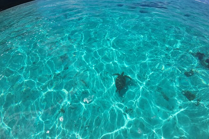 Half-Day Private Lagoon Tour by Boat in French Polynesia - Wildlife Encounters
