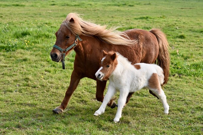 Half Day Private Tour With Puffins, Ponies and Past Shetland - Common Questions