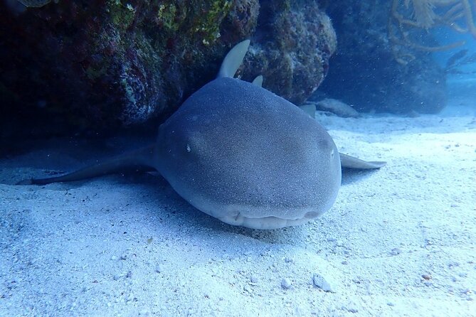 Half Day Scuba Diving Trip in the Florida Keys - Important Information for Participants