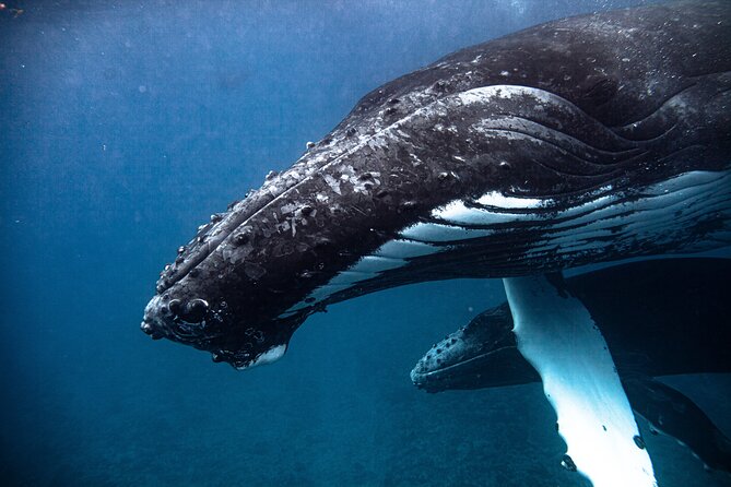 Half-Day Small-Group Swim With Humpback Whales Tour, Moorea  - Papeete - The Sum Up