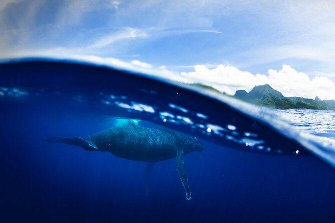 Half Day Small Group Whale Watching - Cancellation and Refund Policy