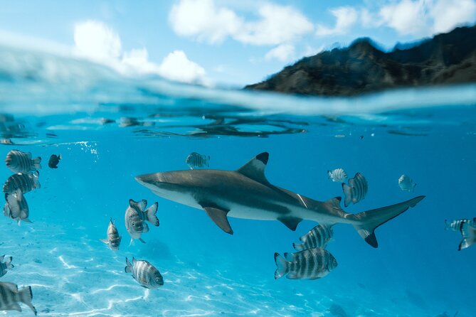 Half Day Snorkeling in Moorea - Tour Details